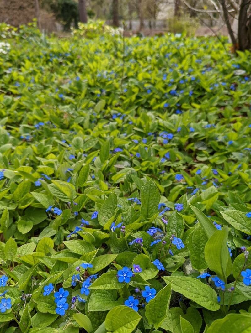 Omphalodes verna 11