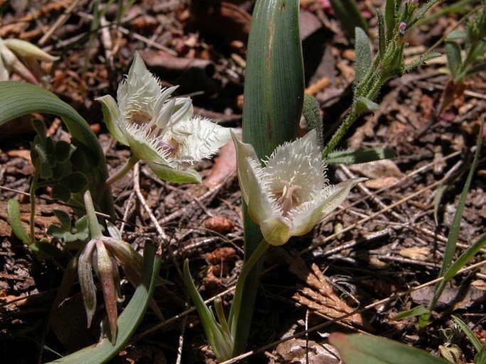 Calochortus 2