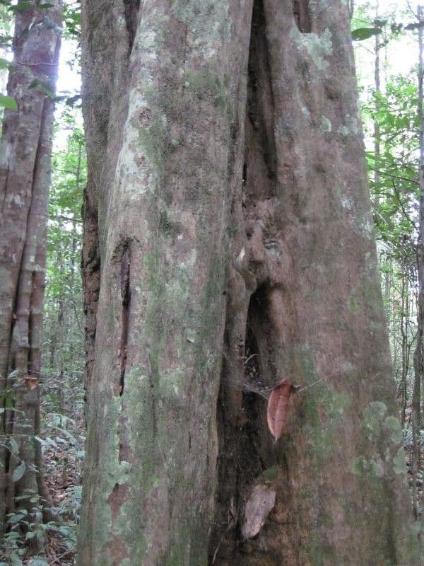 Minquartia guianensis 16
