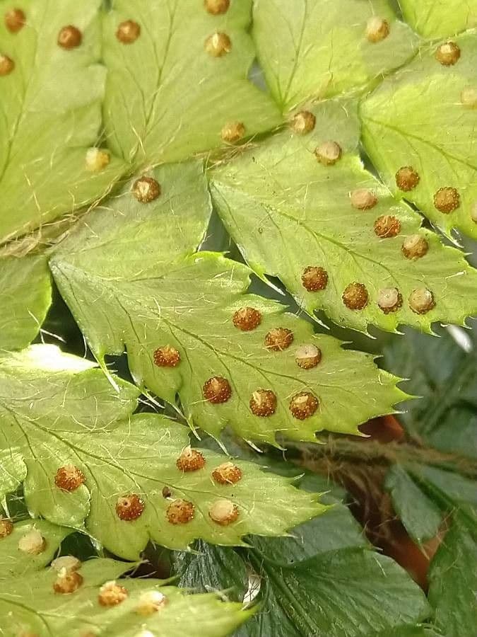 Polystichum polyblepharum 3