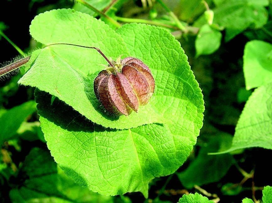 Herissantia Crispa