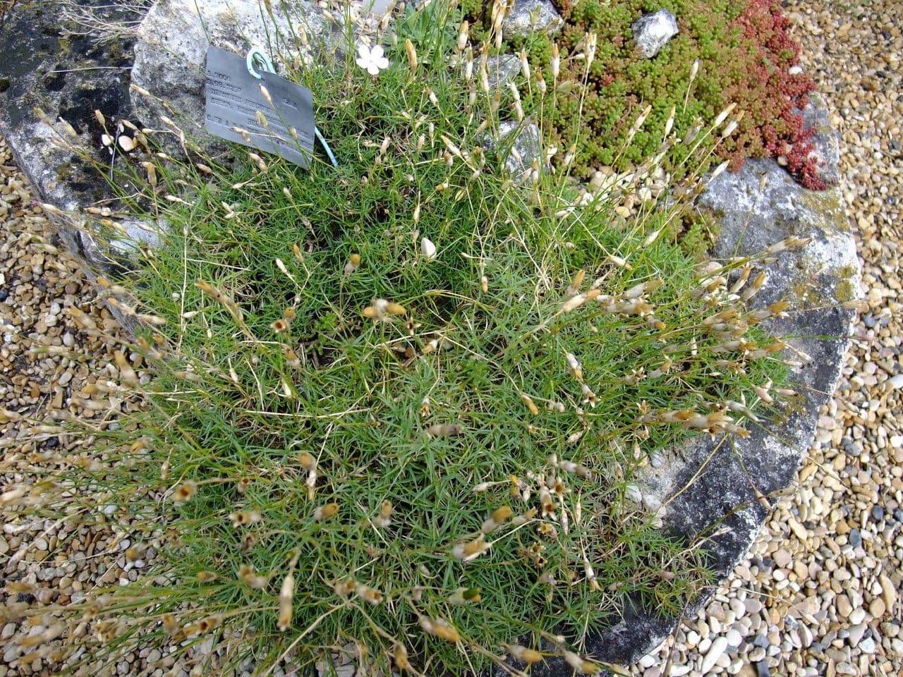 Garofano 7