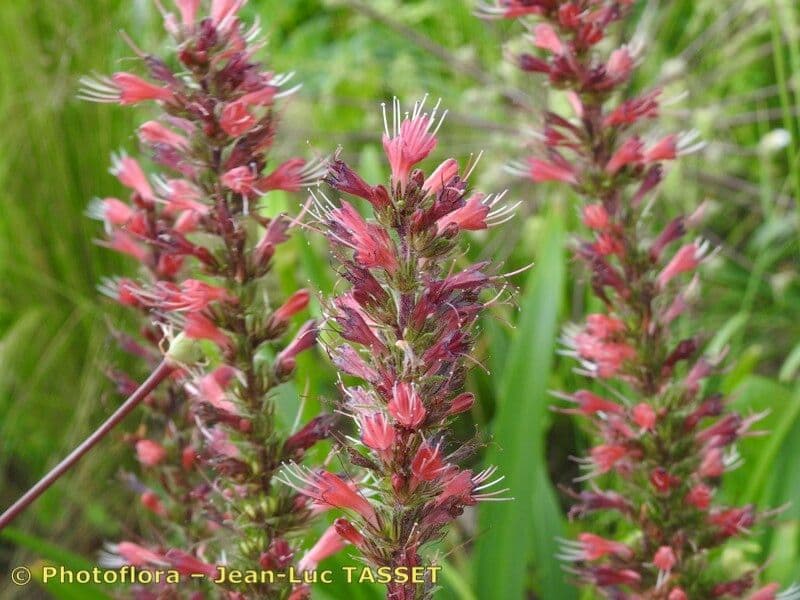 Pontechium maculato 6