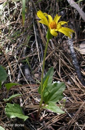 Arnica 2