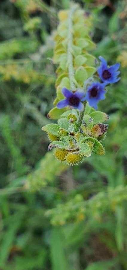 Cynoglossum dioscoridis 9