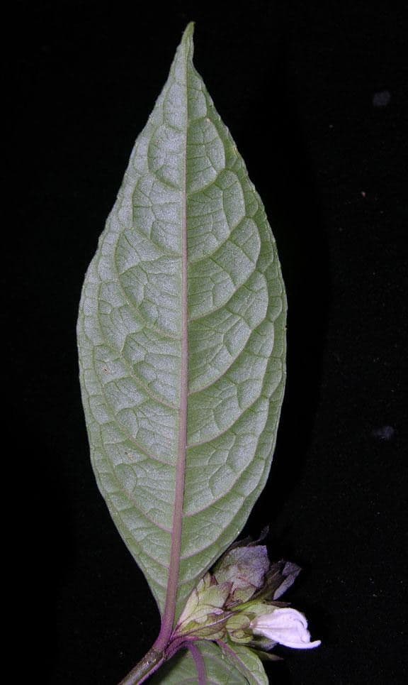 Herpetacanthus 7