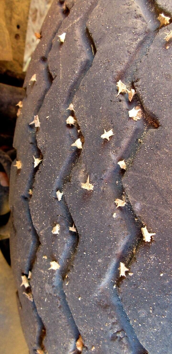 Cenchrus biflorus 27