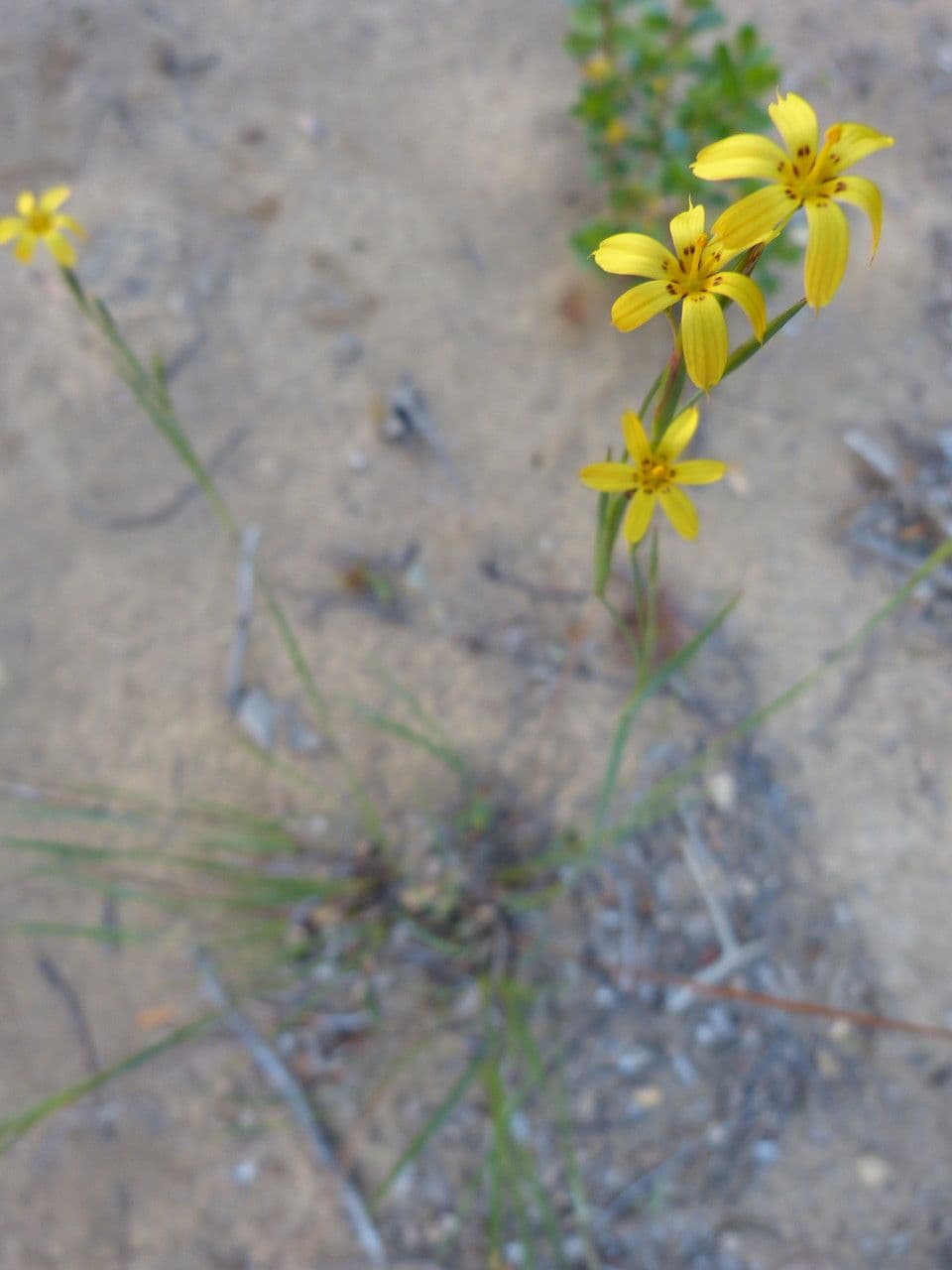 Sisyrinchium 7