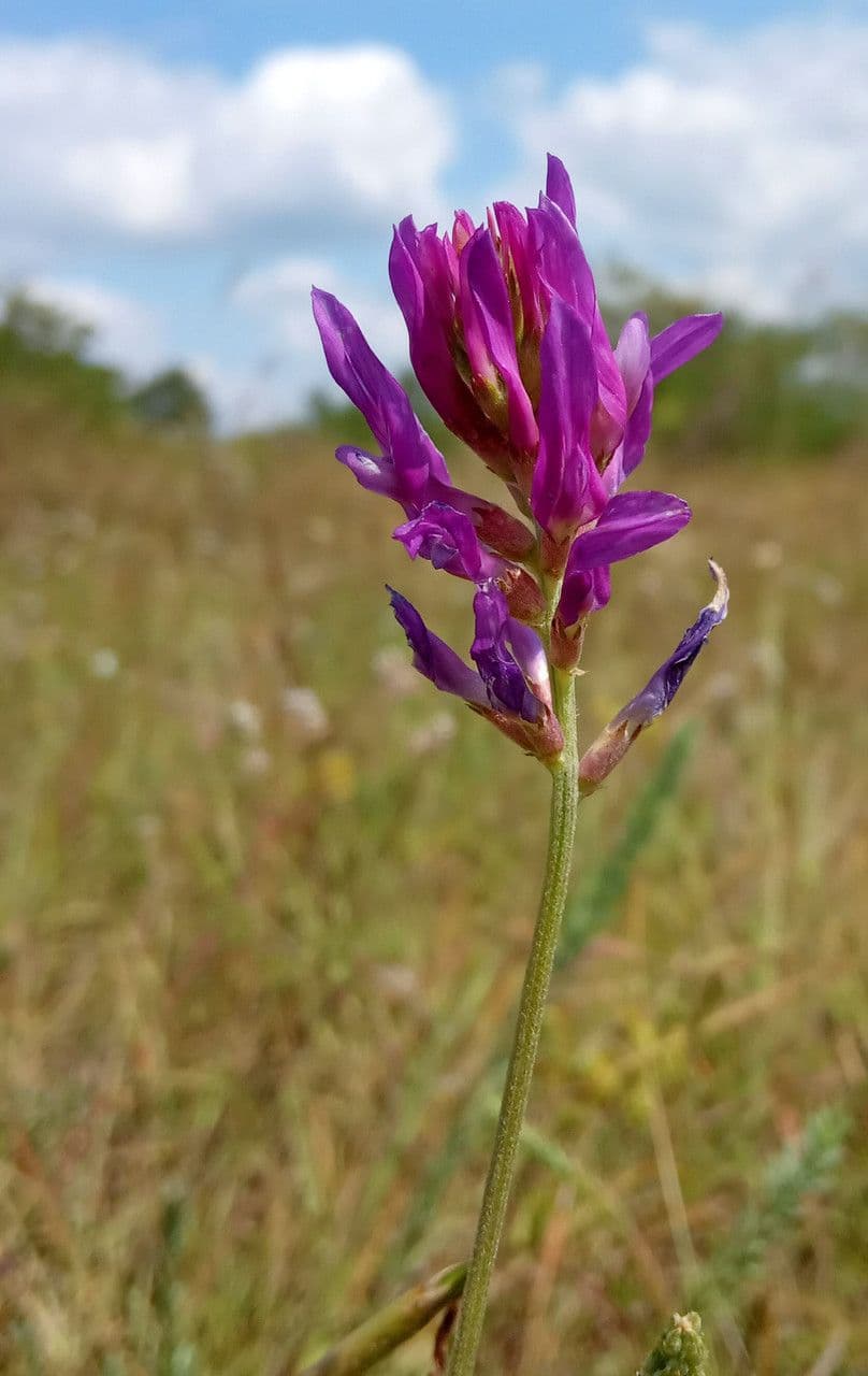 Astragalus onobrychis 5