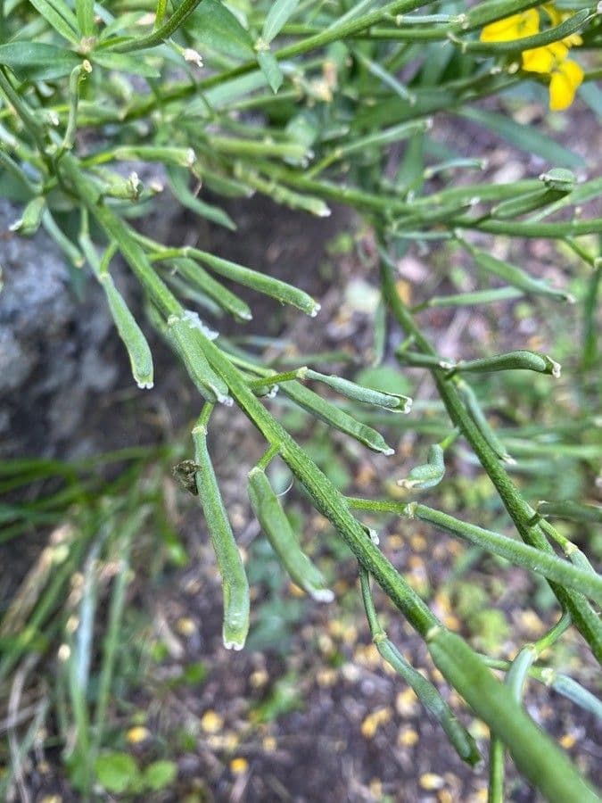 Violaciocca odorosa 3