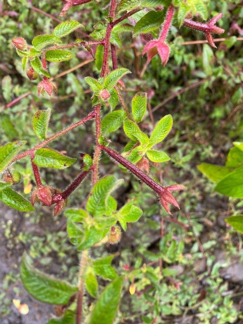 Ludwigia