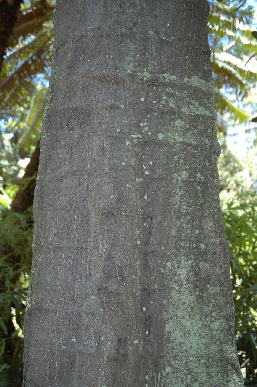 Gnetum gnemon 21