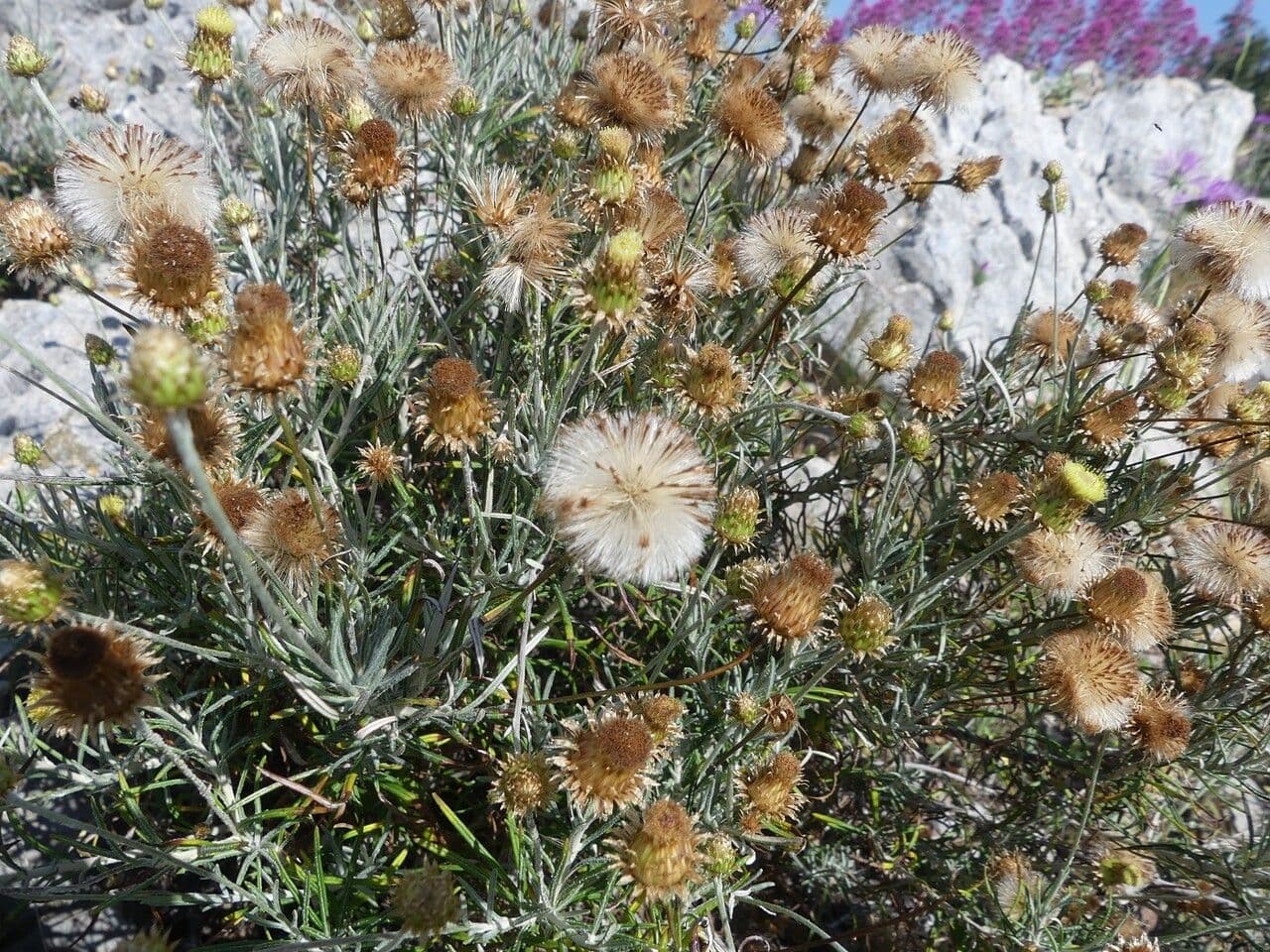 Felsen-Steinimmortelle 2