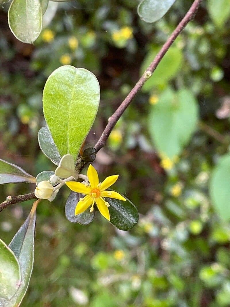Corokia 3
