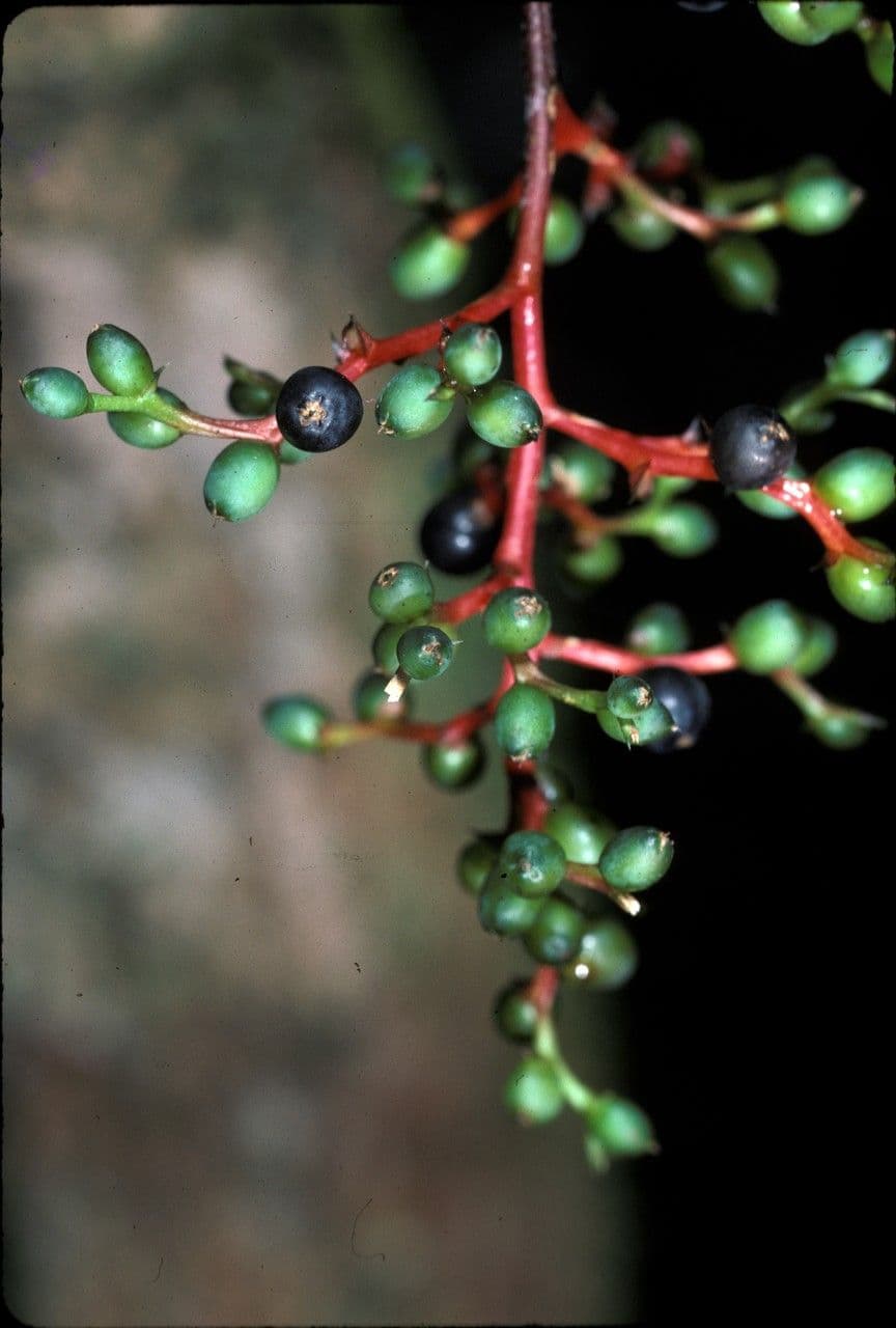 Araeococcus 4