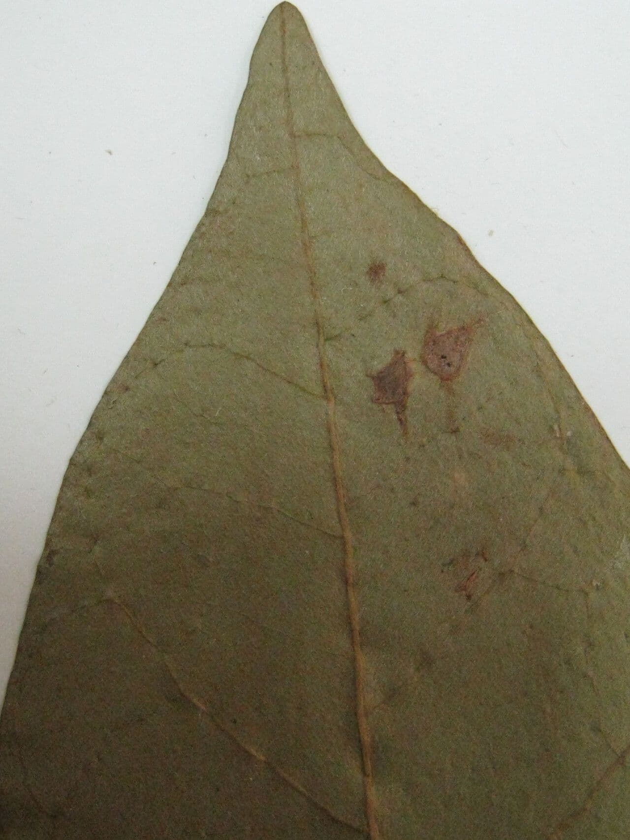 Chrysophyllum 13
