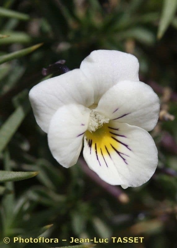 Viola 5