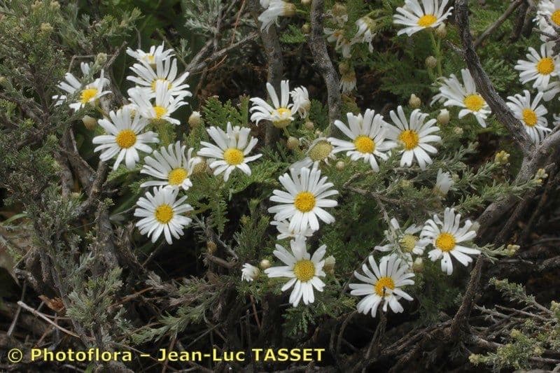 Argyranthemum 2
