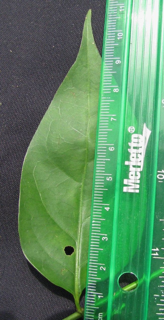 Chiococca alba 25