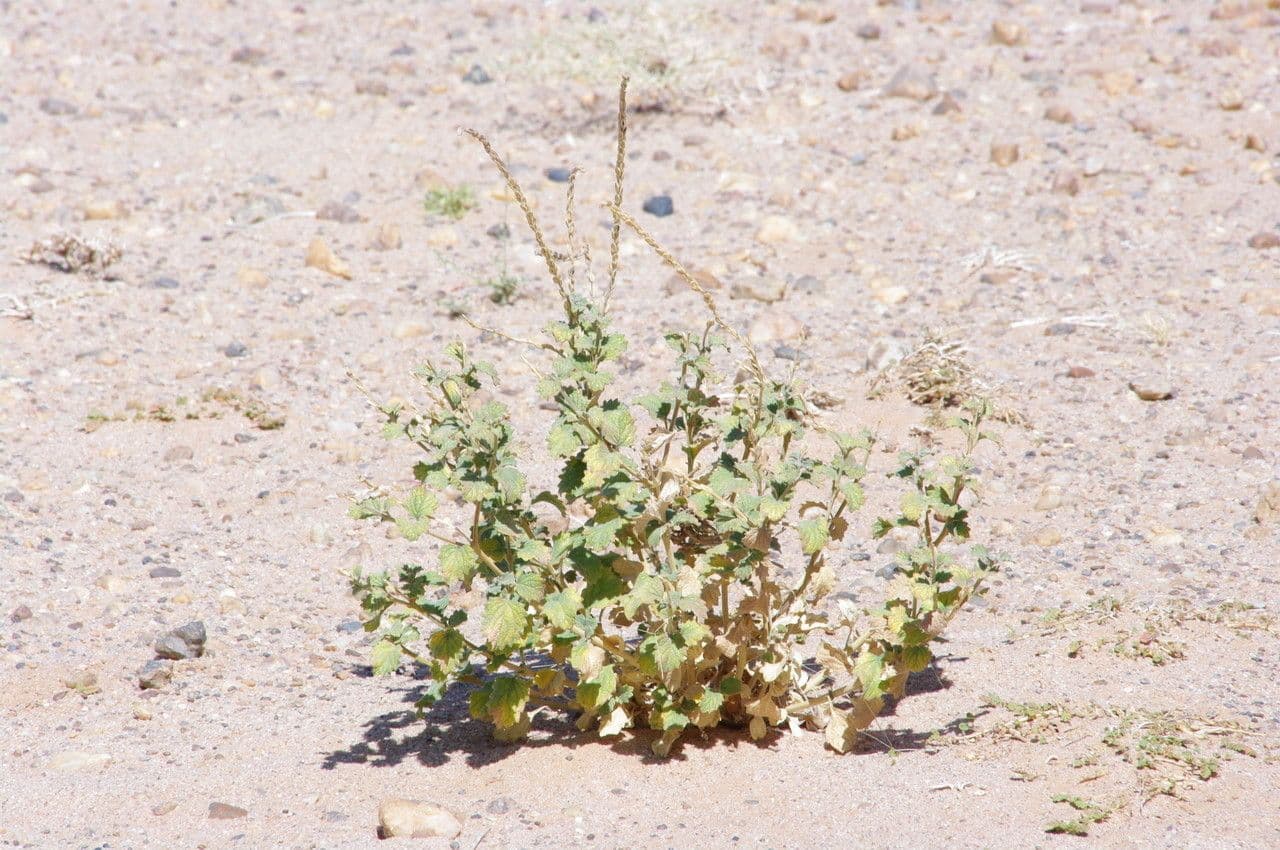 Chasmanthium 7