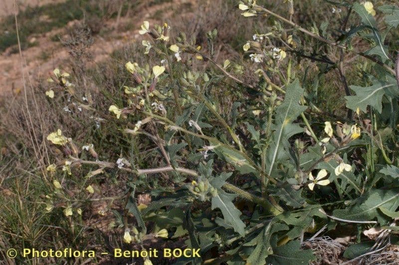Sisymbrium 2