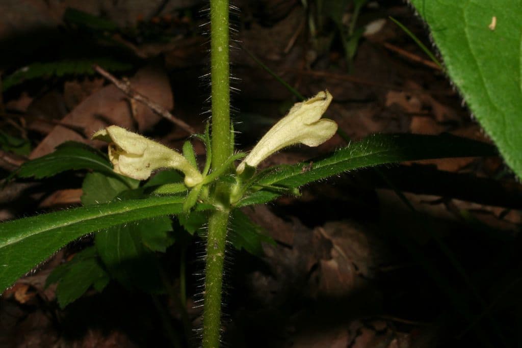 Triosteum 8