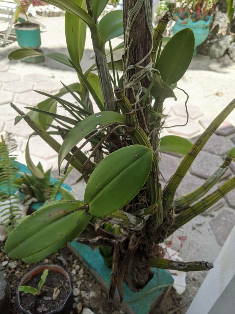 Orchidea formica 6