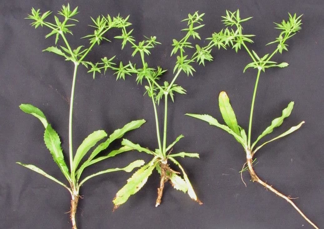 Eryngium foetidum 23