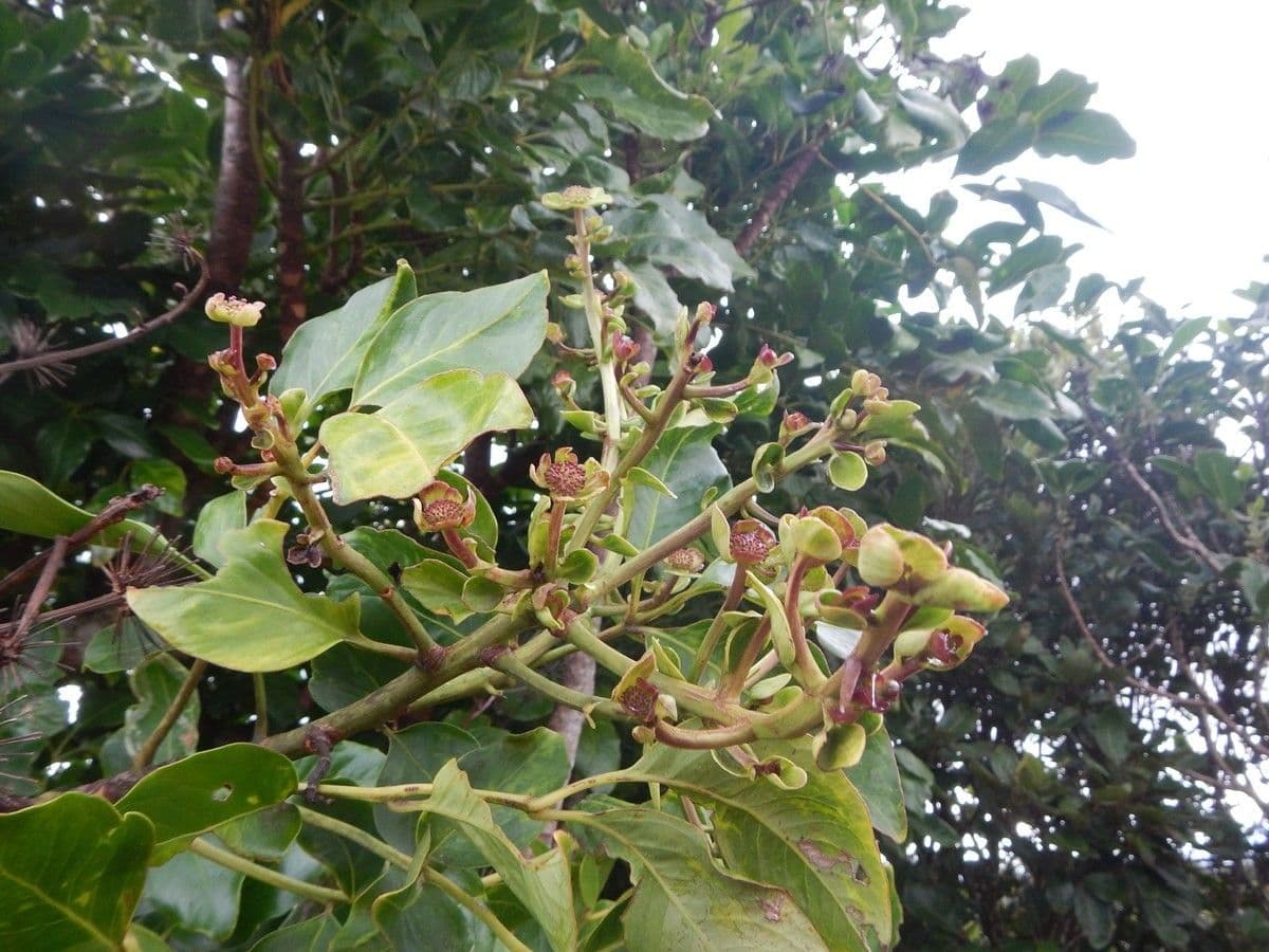 Myodocarpus 8