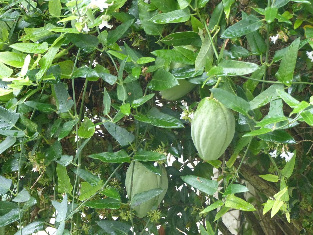 Araujie 12