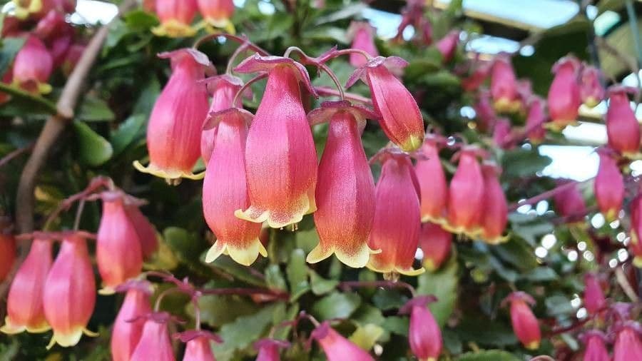 Kalanchoe 3