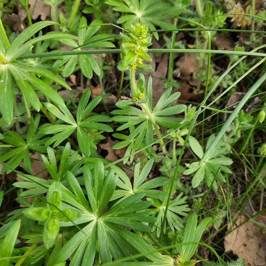 Galium 5