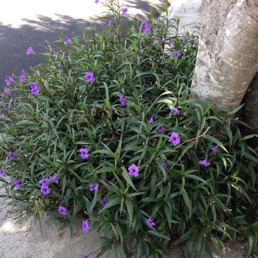 Ruellia simplex 25