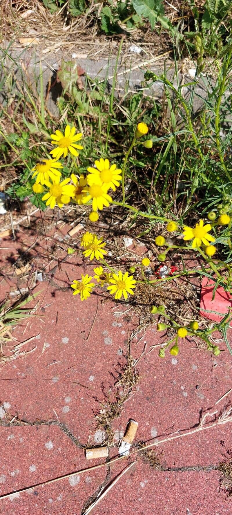 Senecio 21