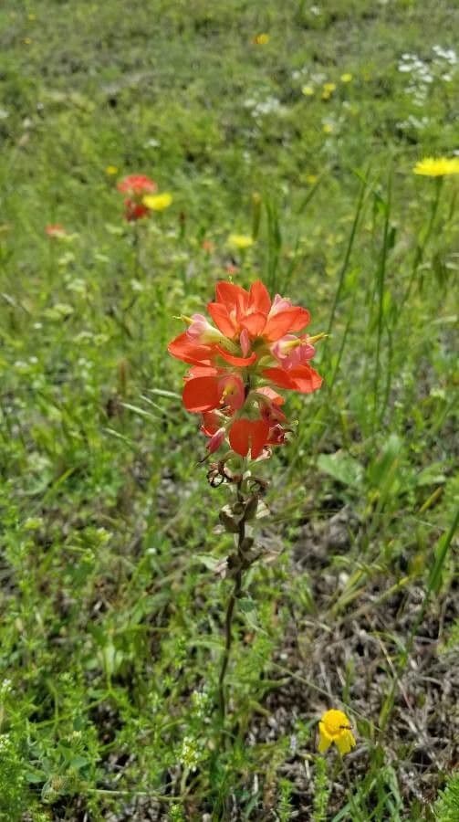 Castilleja 4