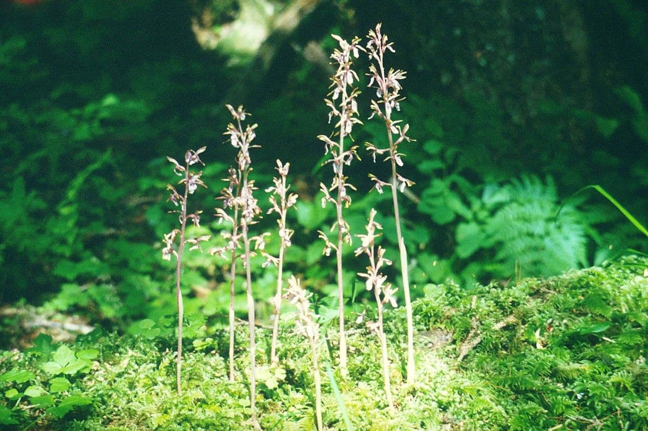 Corallorhiza 10