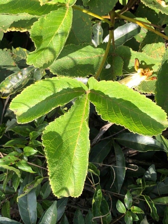 Pequi 19