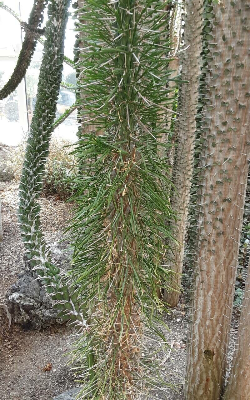 Albero polpo