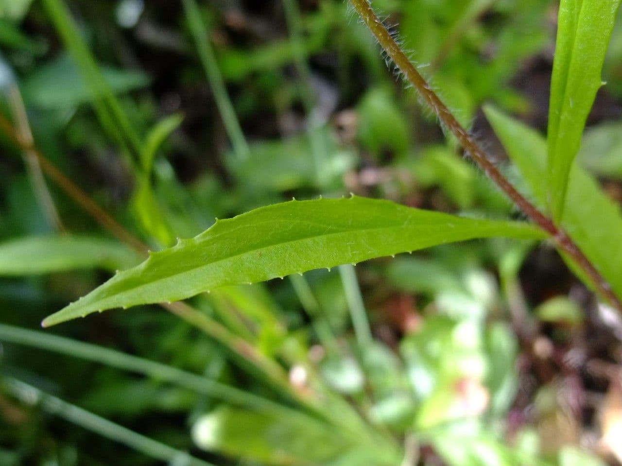 Penstemon hirsutus 15