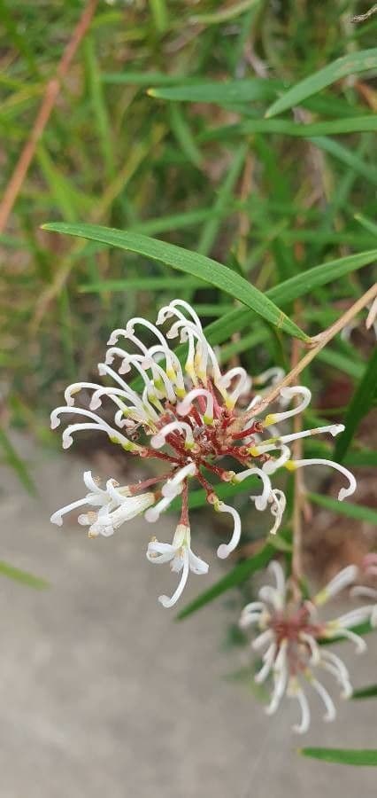 Lineares Grevillea 4