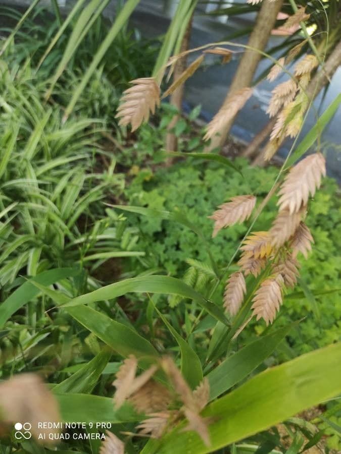 Chasmanthium latifolium 20