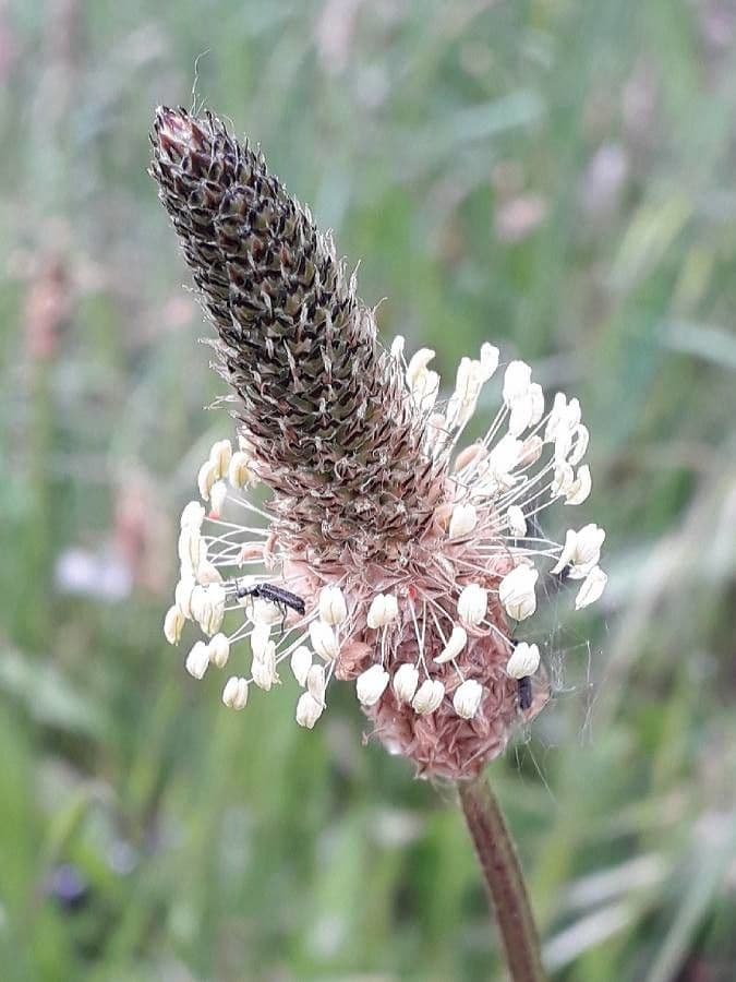 Spitzwegerich 7