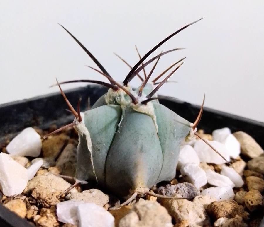 Echinocactus 11