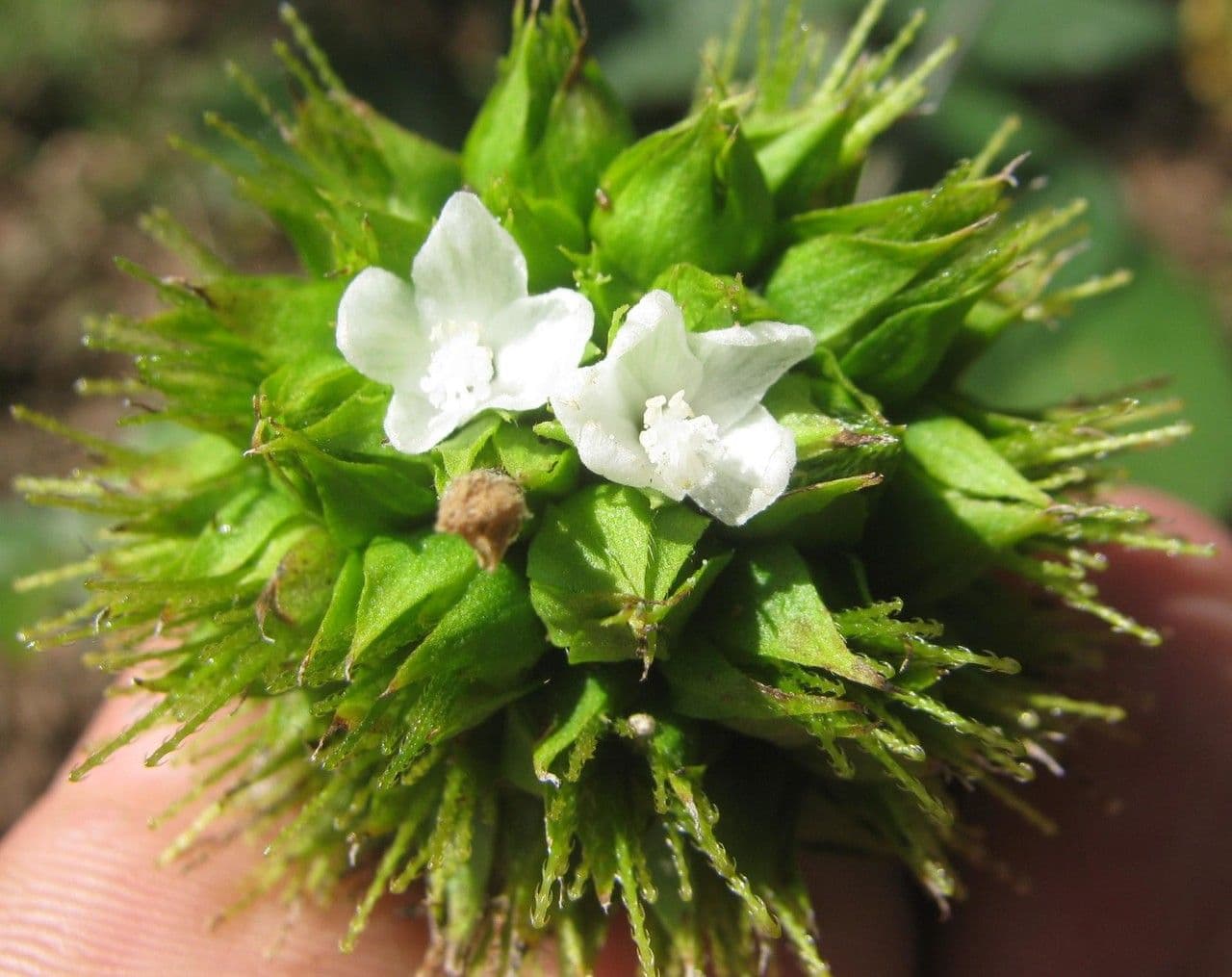Pavonia arbustiva 2