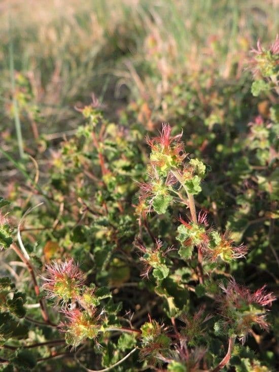 Acalypha monostachya 9