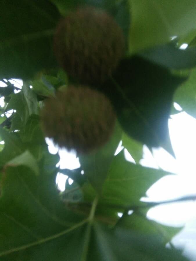 Platanus orientalis 9
