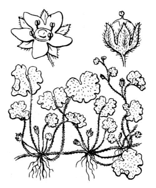 Sibthorpia Europaea 22