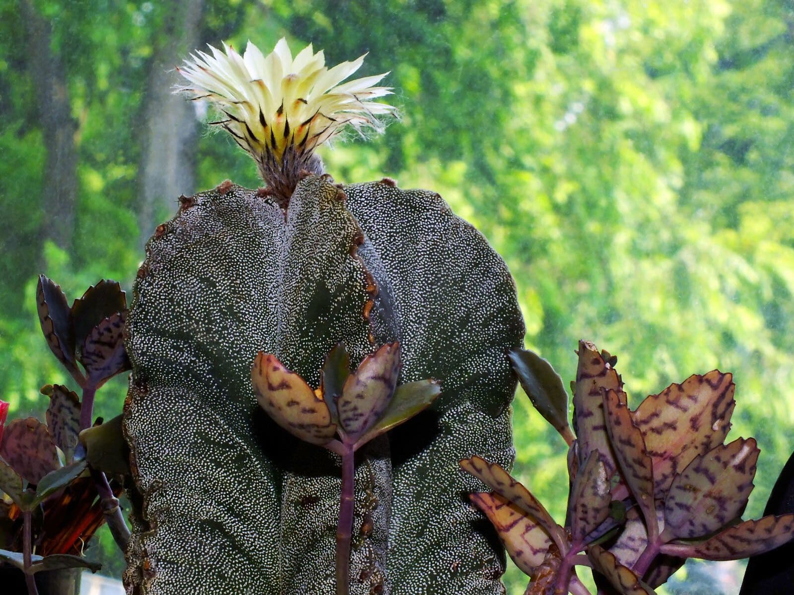 Astrophytum 19