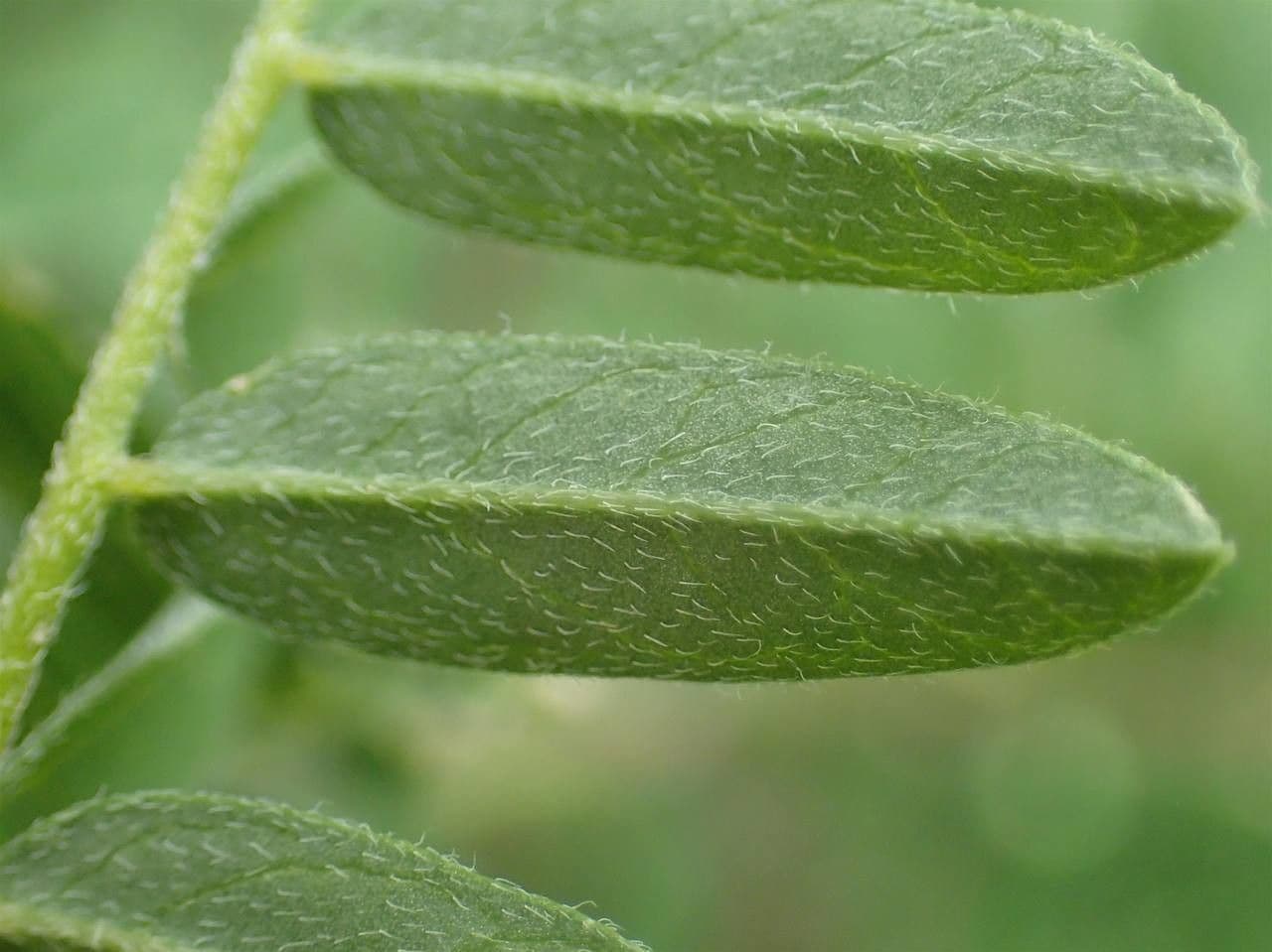 Astragalus penduliflorus 16