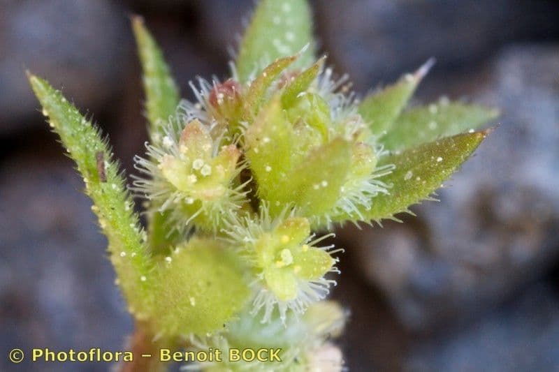 Galium murale 2